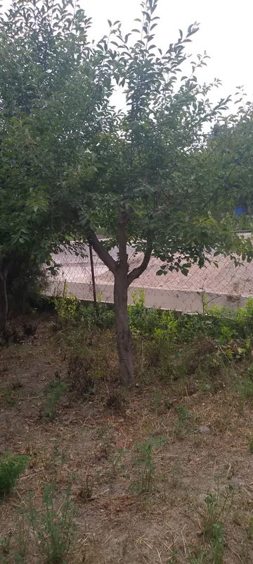 дарахт утин 2