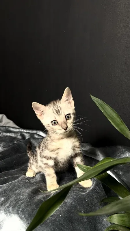 Клубные бенгалы серебро 2 Клубные бенгалы серебро 2