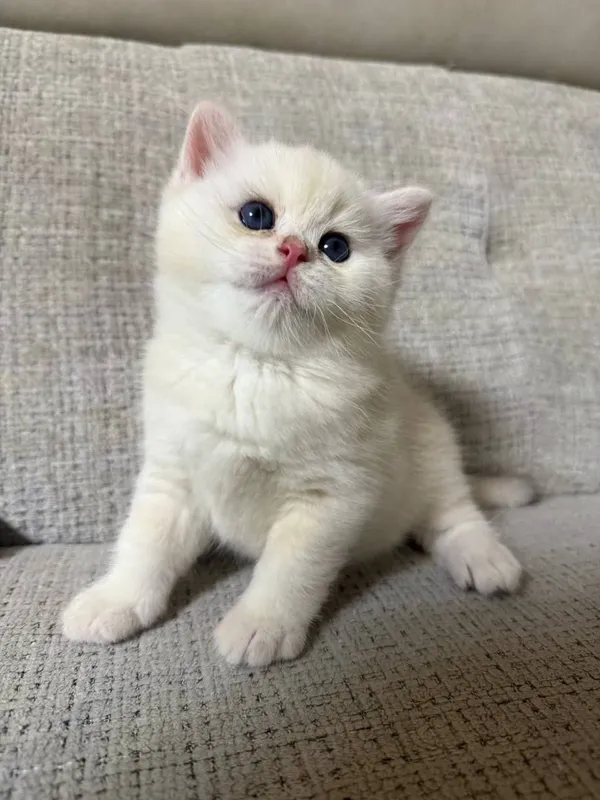 Скотиш фолд Тедди мушук сотилади