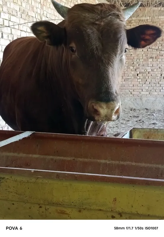 Limuzin buqa sotiladi 1 yosharu 5 oylik , boʻyi 142 , vesi 780 kg 3 Limuzin buqa sotiladi 1 yosharu 5 oylik , boʻyi 142 , vesi 780 kg 3