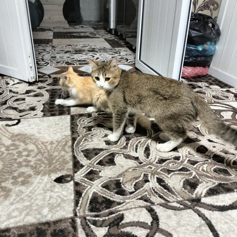 Erkak va ayol mushuk 1 yillik