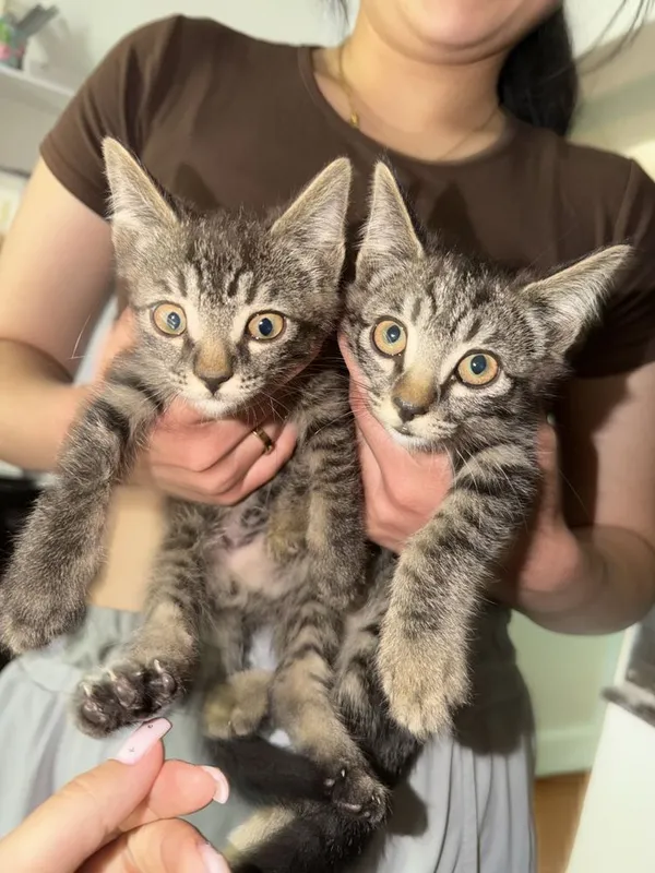 котята бесплатно, домашние 7 котята бесплатно, домашние 7