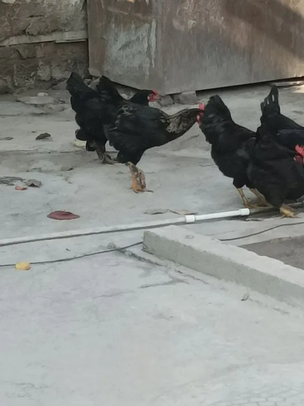 Qora hashaki xoʻrozlar