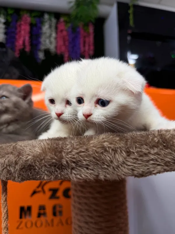 Породистые котята от чистой вязки — фото 3