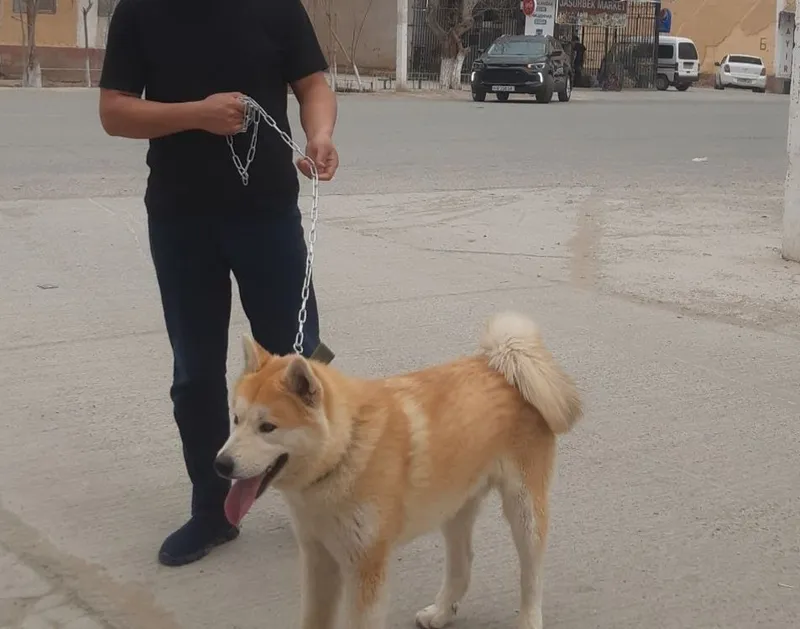 Ит сатилади акита