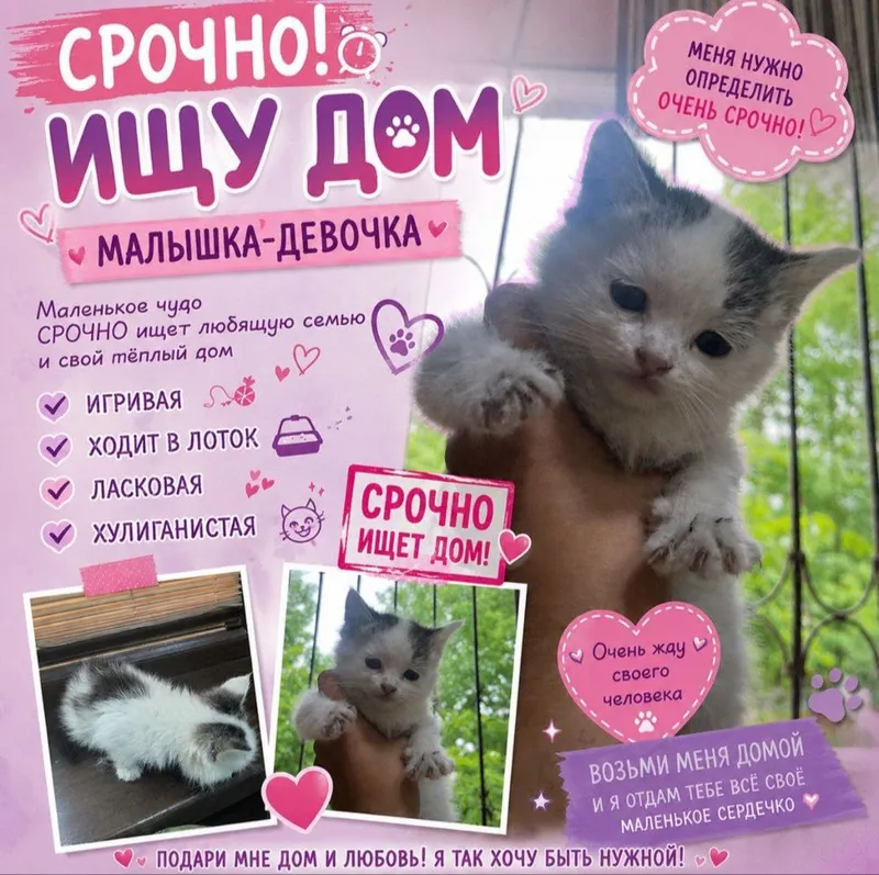 срочно котёнок
