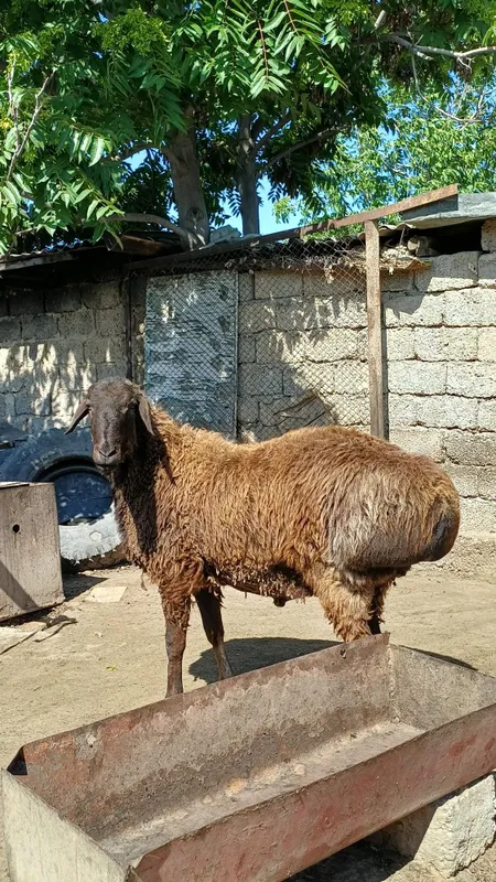 Кучкор сотилад 100 клограмгача опши весдаги кучкорлар бор — фото 3