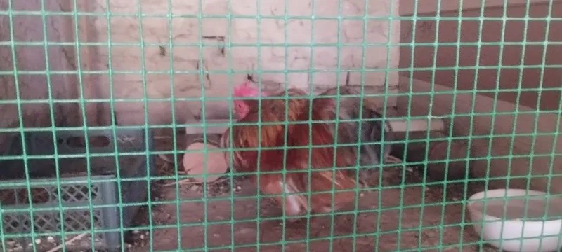 Yaponka Choyne Zotga zor 3 Yaponka Choyne Zotga zor 3