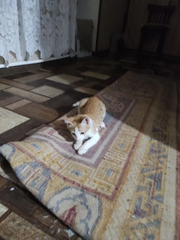 пристраиваются котятки в ответственные руки 4 пристраиваются котятки в ответственные руки 4