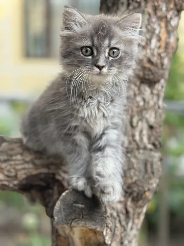 Кошка: шиншилла — фото 1