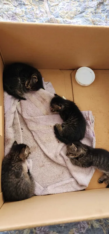 Отдам котят 1 месячные 4 Отдам котят 1 месячные 4