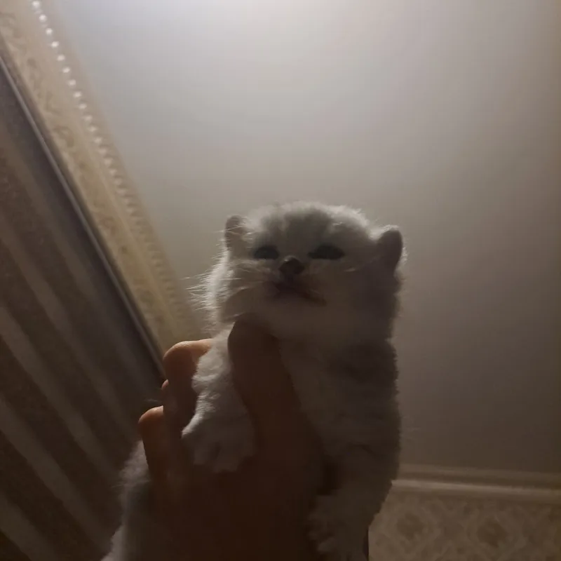 Продаётся кошка 7