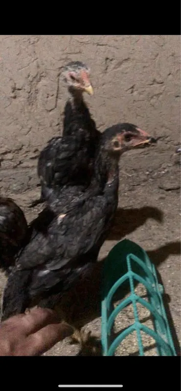 O shamo nemis jojala sotiladi 4