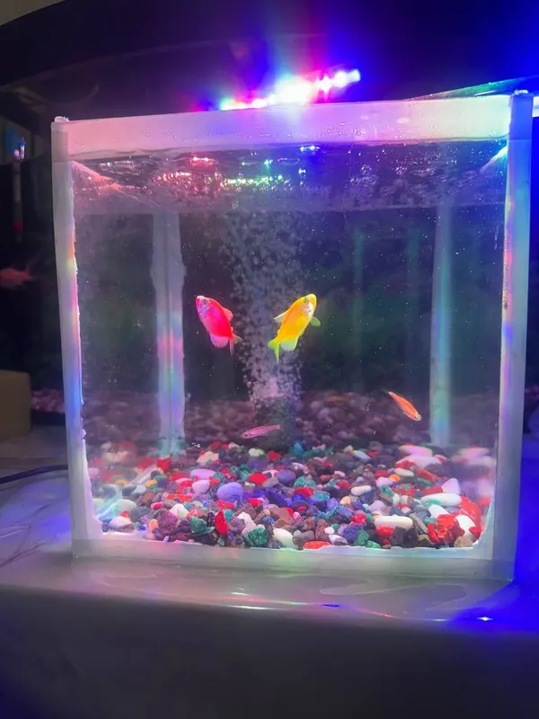 Akvarium 10 litr komplekt sotiladi 1 Akvarium 10 litr komplekt sotiladi 1
