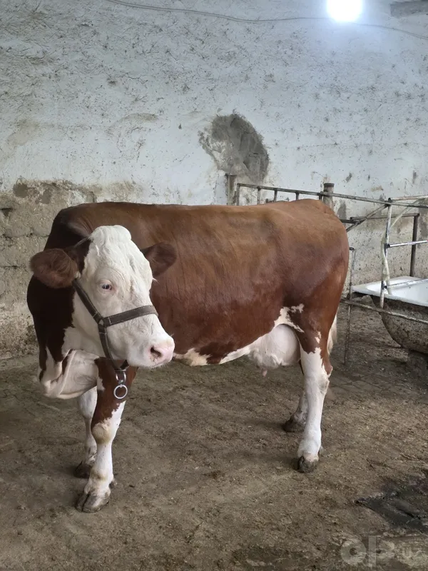 Semental Sotiladi 20 l sut beradi 7 Semental Sotiladi 20 l sut beradi 7