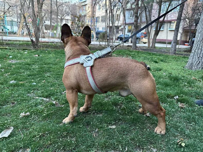 Французскому бульдогу по кличке Бальтазар нужна подруга для вязки