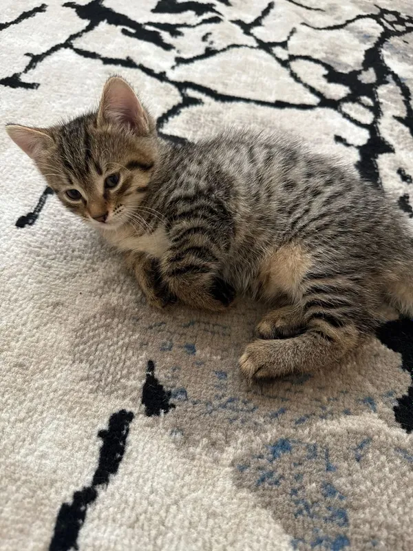 Отдадим котёнка в хорошие и заботливые руки — фото 3