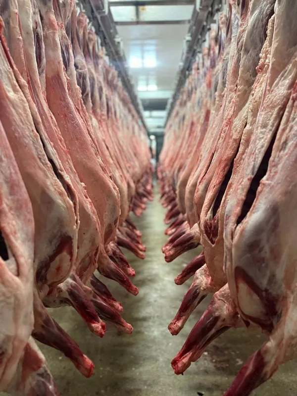 Mongoliya halal qoy gosht sotuvda Towkent boylab yetkazib beramiz — фото 2