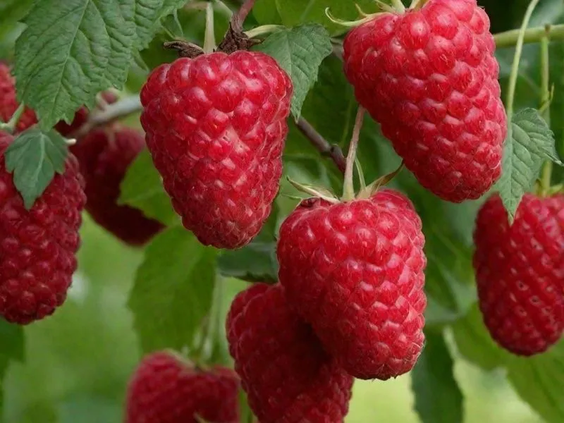Malina Primum yrik sorti polka продам малины В примум классе полка 3 Malina Primum yrik sorti polka продам малины В примум классе полка 3