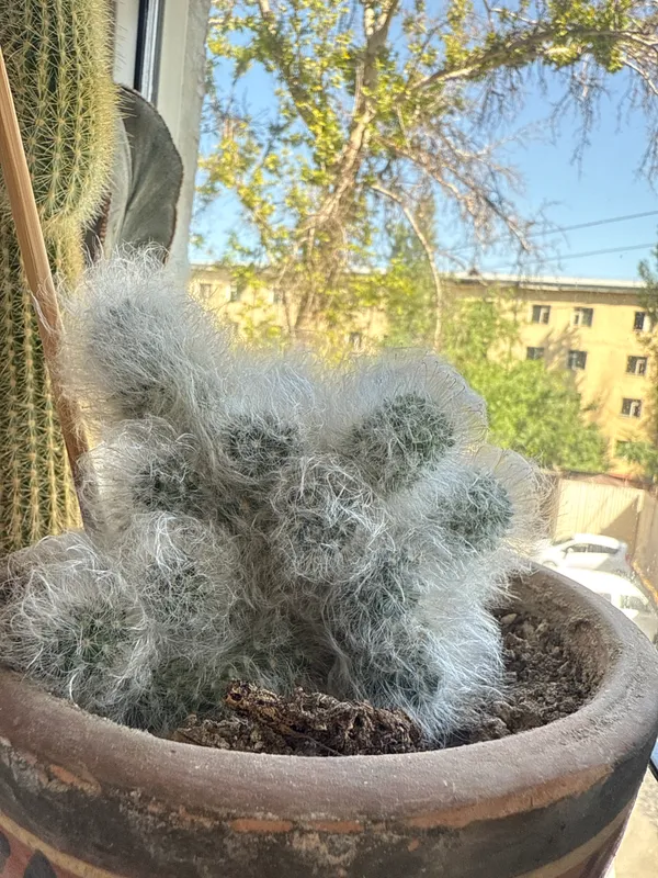 Продажа кактусов — фото 1