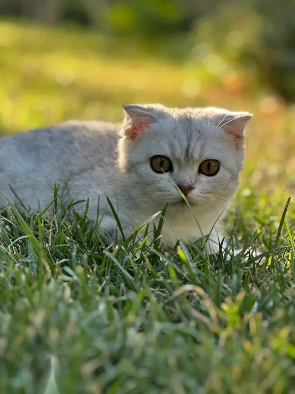 Продается Чистокровный Вислоухий кот,шотландец