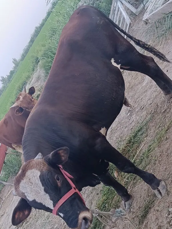 Buqqalar sotiladi 3
