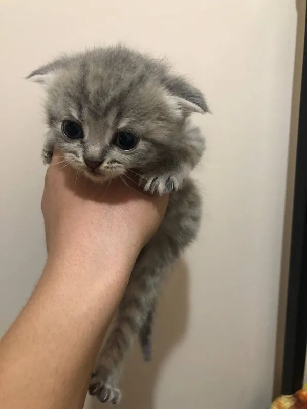 скотиш фолд 1ярим ойлик 2та 1 скотиш фолд 1ярим ойлик 2та 1