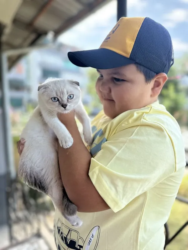 Sifatli, zotdor mushuklar sotiladi. Scottish fold, Britan zotlari 5 Sifatli, zotdor mushuklar sotiladi. Scottish fold, Britan zotlari 5
