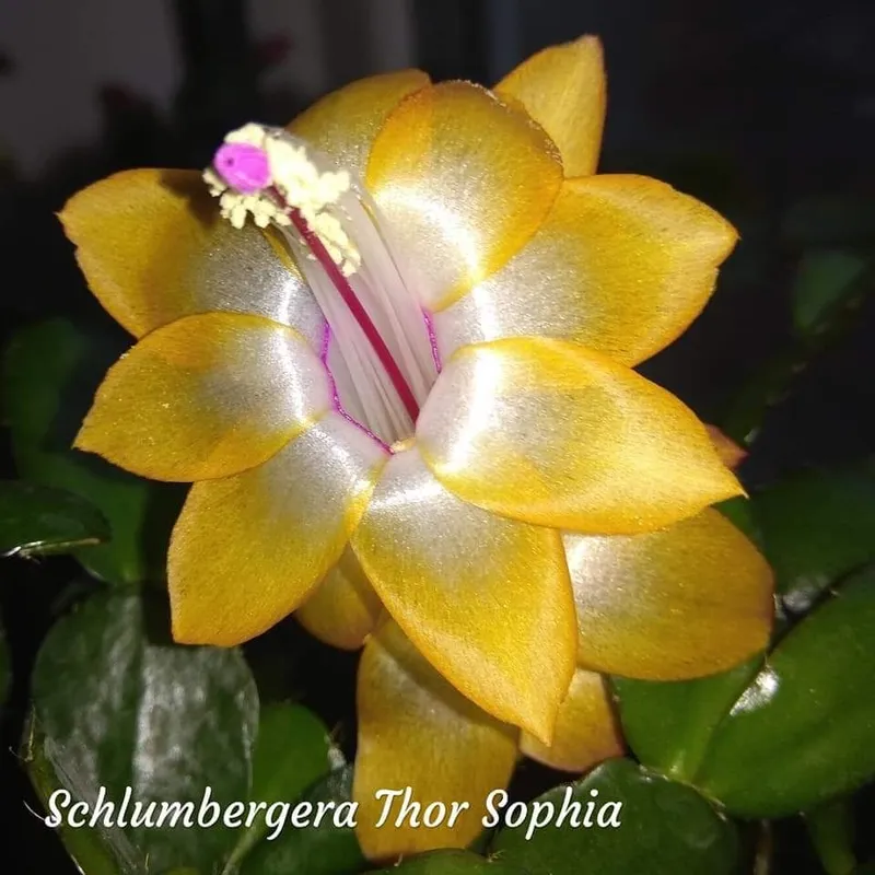 Шлюмбергера (декабрист) С БУТОНАМИ сорт Thor Sophia.