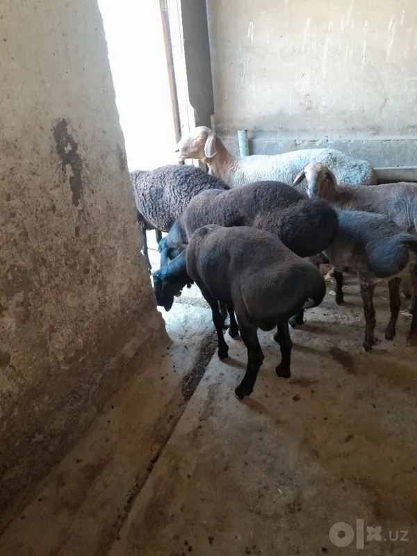 Продаются упитанные бараны, отлично едят и пьют 1 Продаются упитанные бараны, отлично едят и пьют 1