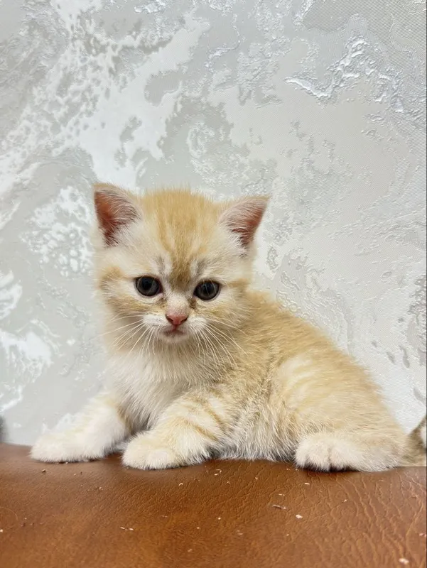 Золатая шиншилла — фото 4