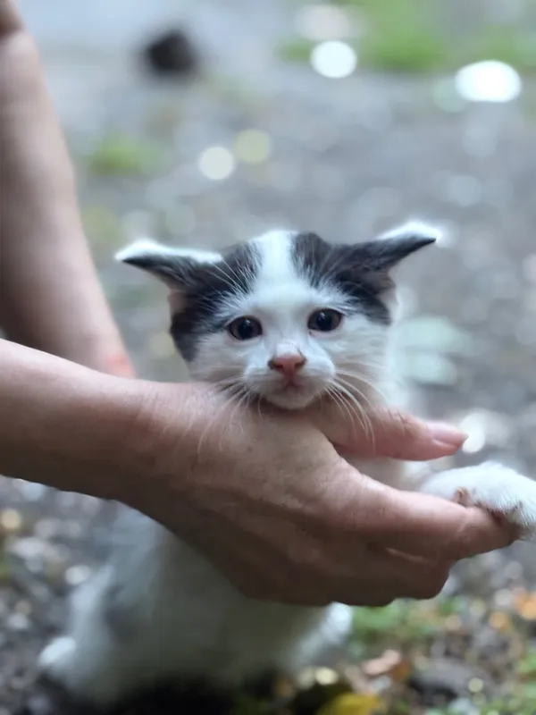 Ищем дом для котят — фото 1