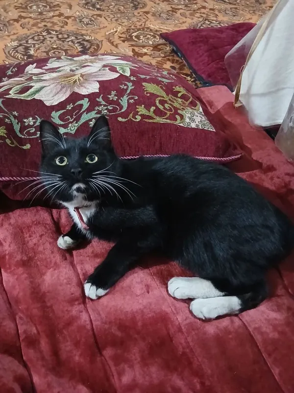 Zoti tuhedo cat. mushugi. 6 oylik oğil bola hadyaga beriladi