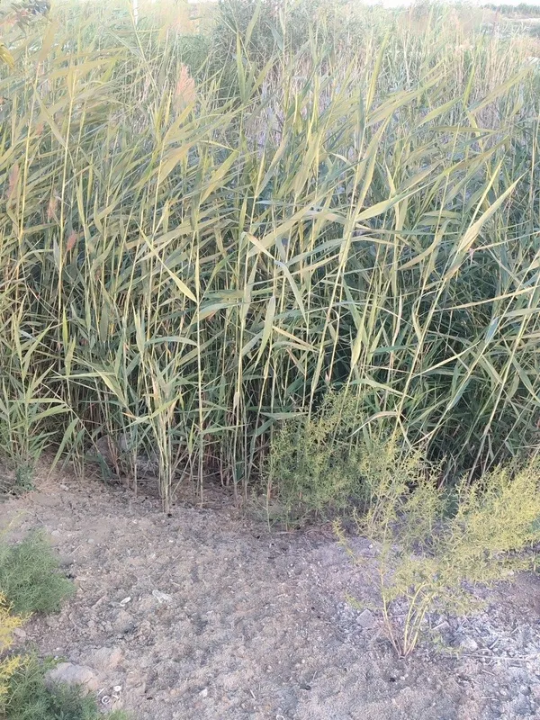 Qamishlar sotiladi