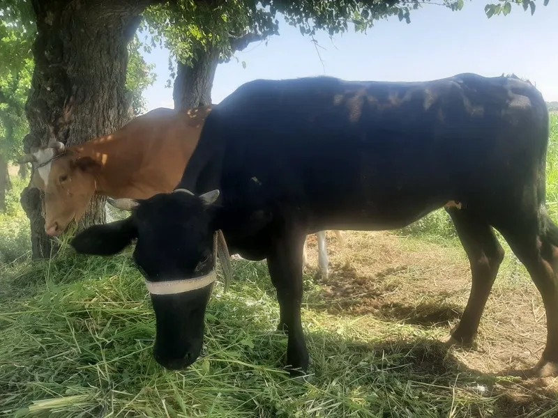 Qora mol sotiladi 3 Qora mol sotiladi 3