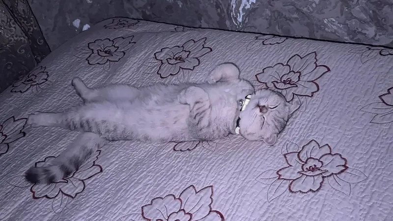 [scottish fold) 6 месець девочка — фото 2