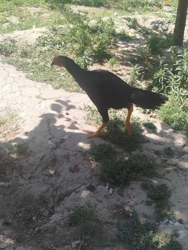 Dakan zotli jo'jalar. Vaksina qilingan. Bir yarim oylik. Soni 17ta 3 Dakan zotli jo'jalar. Vaksina qilingan. Bir yarim oylik. Soni 17ta 3