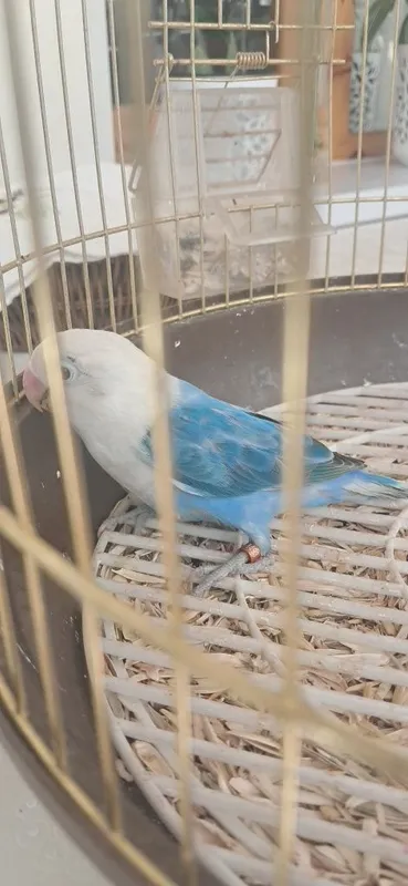 Lovebird nar zotdor 2