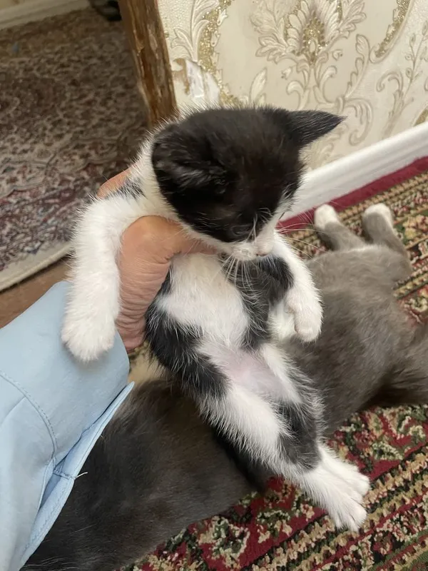 Котята в добрые руки Котята в добрые руки