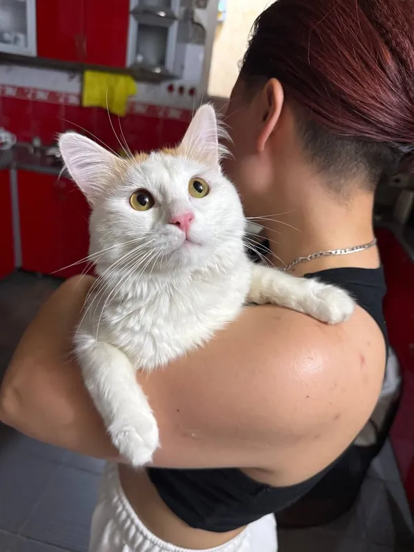 Ищем любящую семью для замечательного котика! 5