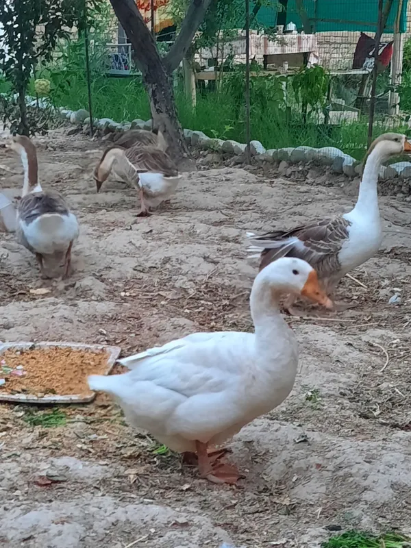G'ozlar sotiladi 4