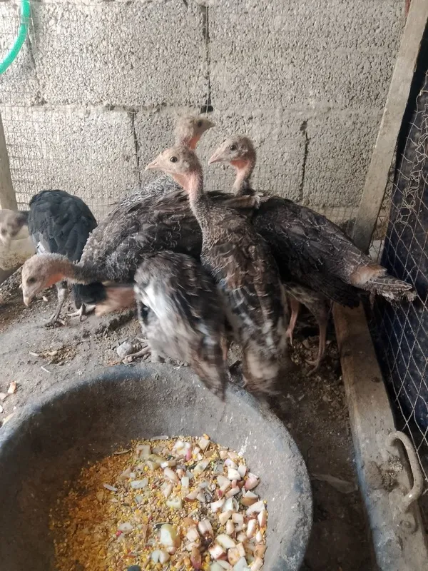 2 oylik kurks jujalari sotiladi manzil buxoro vobkent 5