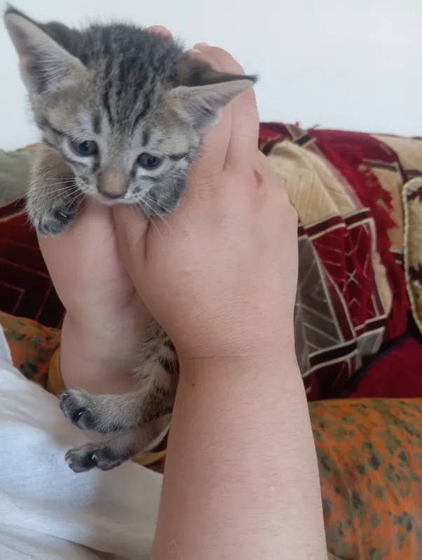 Mushukchalar va onasi mehribon qoʻllarga beriladi. — фото 2