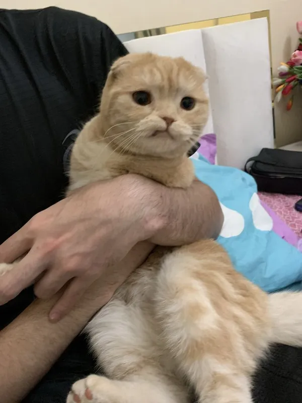 Скотищфолд 3 года Майса