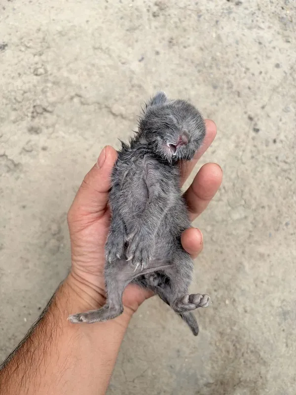 Mushukcha zotliga ohshaydi