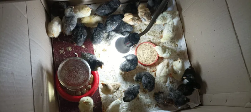 Brama qora shaxzoda jaydari zotli jo‘jalar.