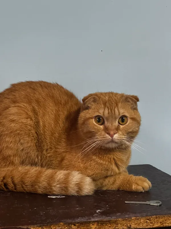 кошка 1 кошка 1