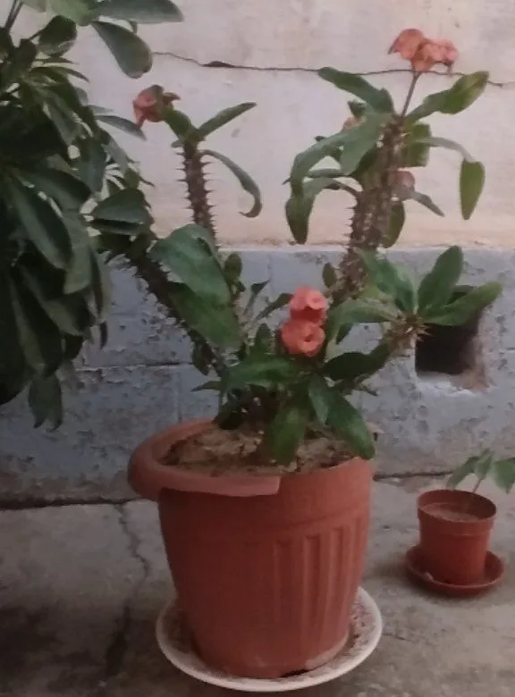 Цветы 2