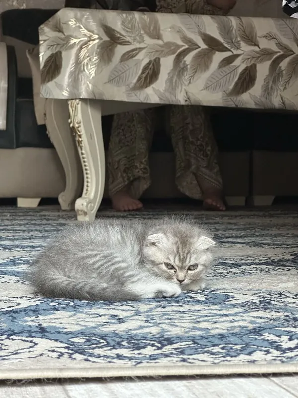 Mushuk zoti toza oladiganlar bulsa 5