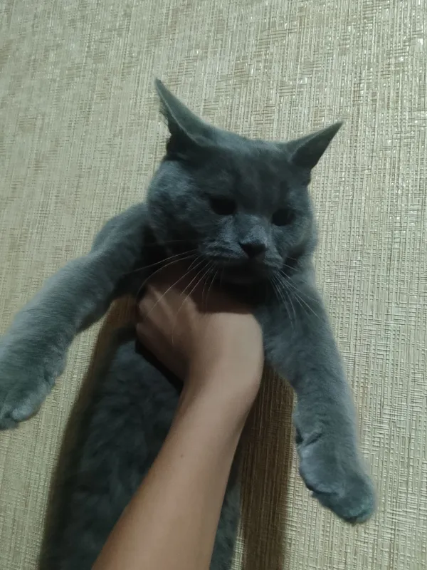 mushuk kulrang 4 oyligi kimga qiziqbolsa